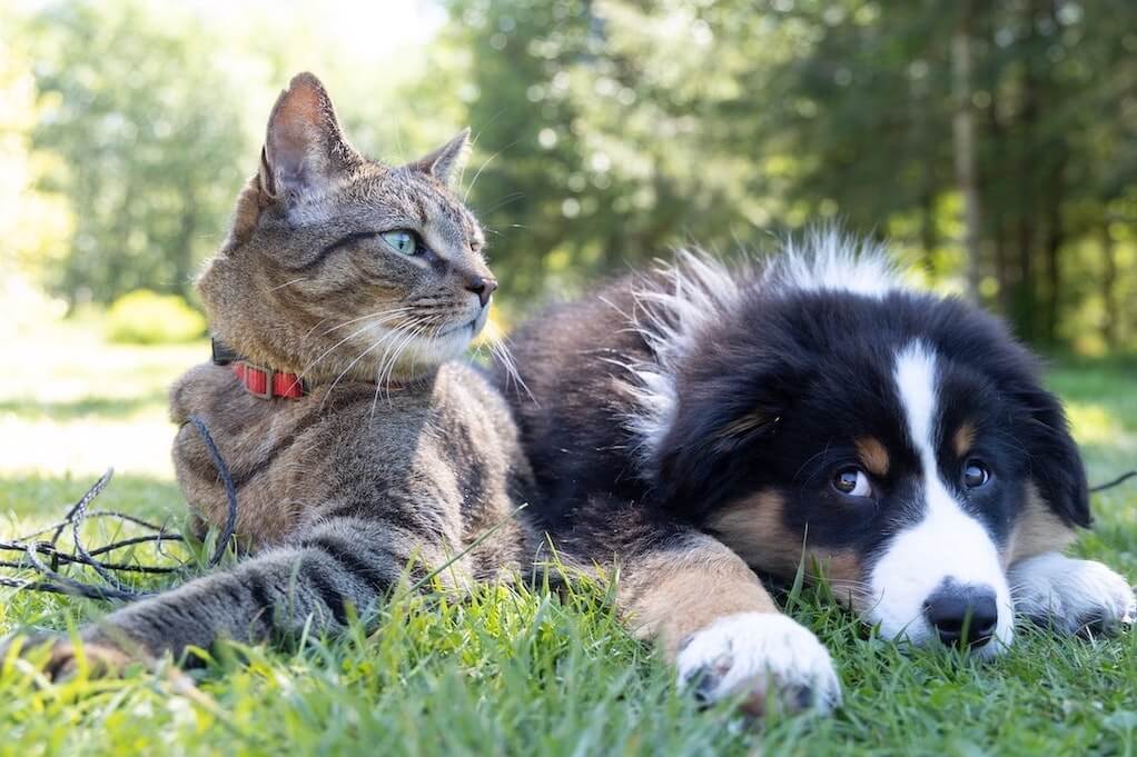 Kat og hund kæledyr